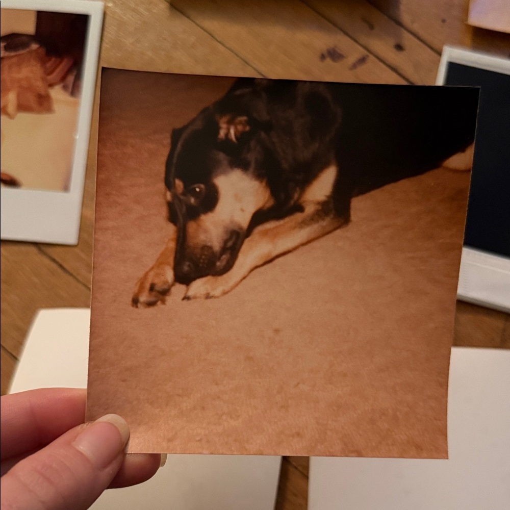 Vintage Dog Photo Collection - Picture 7 of 12